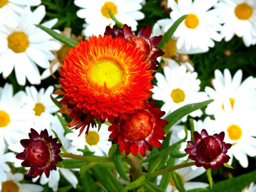435494 (a): :2400x1800
